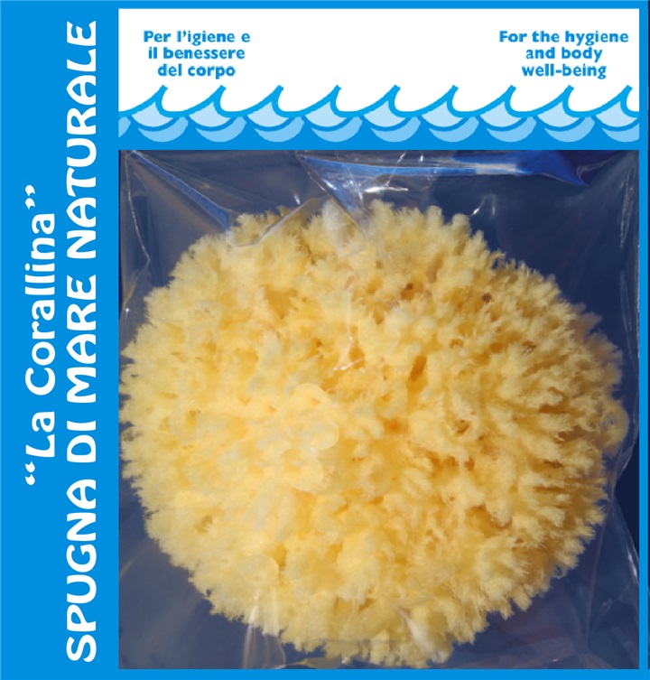 SMALL SEA SPONGE FOR ADULTS